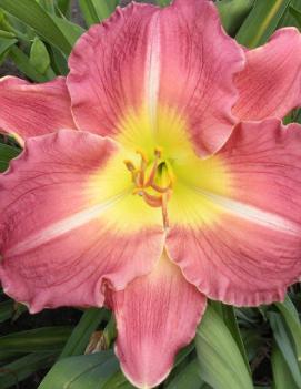 Hemerocallis 'Be My Valentine'