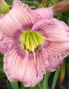 Hemerocallis 'Fan Club'