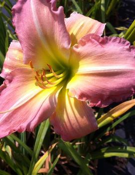 Hemerocallis 'Harbor Gate'