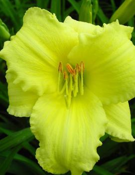 Hemerocallis 'Stella Supreme'