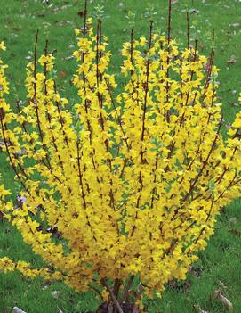 Forsythia x intermedia Show Off® Starlet ('Minfor6') (PP24361 )