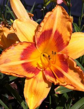 Hemerocallis 'All Fired Up'