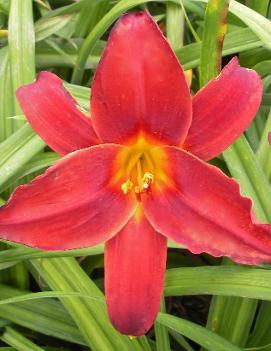 Hemerocallis 'Baltimore Oriole'