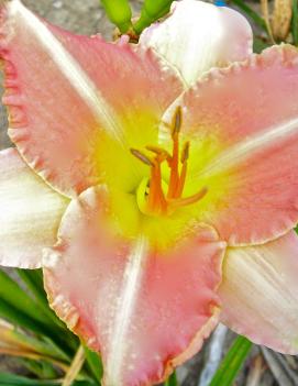 Hemerocallis 'Late Again'