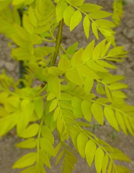 Gleditsia triacanthos var. inermis Spectrum™ ('Speczam')