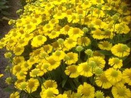 Helenium autumnale Mariachi™ Sombrero ('Sombrero') (PPAF)