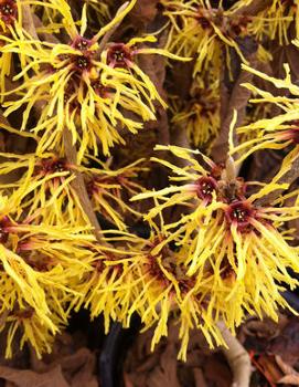 Hamamelis x intermedia 'Orange Beauty'