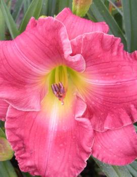 Hemerocallis 'Hush Little Baby'