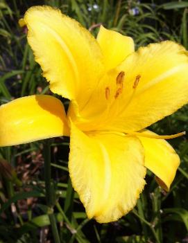 Hemerocallis 'Mary Todd'