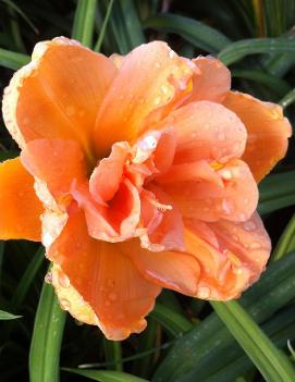 Hemerocallis 'Peach Magnolia'