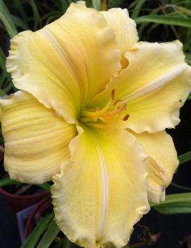 Hemerocallis 'Siloam Amazing Grace'