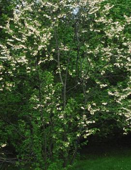 Halesia carolina