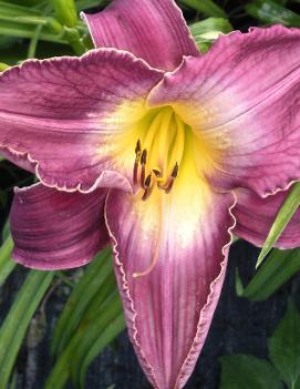 Hemerocallis 'Coralynn Jane King'