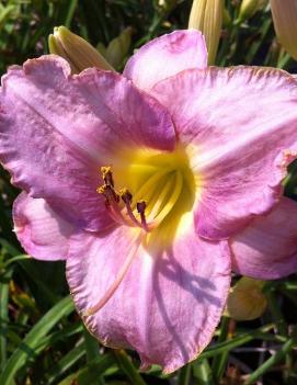 Hemerocallis 'Etta June Irwin'