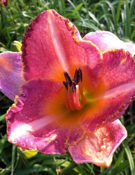 Hemerocallis 'Posh Design'