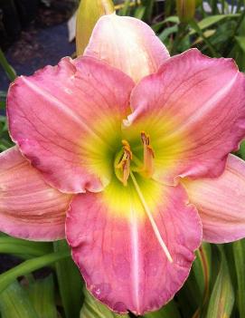 Hemerocallis 'Rose Emily'