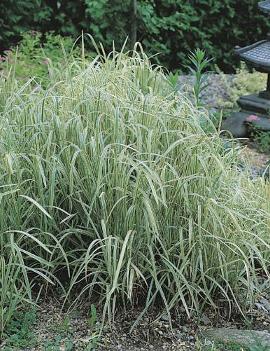 Glyceria maxima var. 'Variegata'