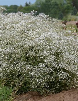 Gypsophila x Summer Sparkles® ('ESM Chispa') (PP19318)