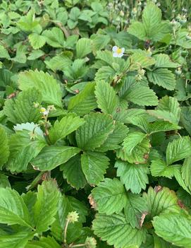 Fragaria vesca