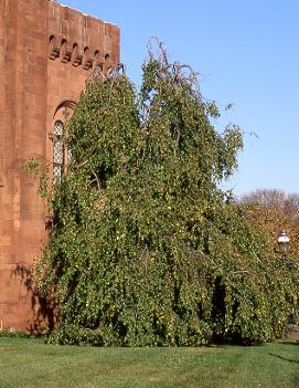 Fagus sylvatica 'Pendula'