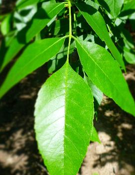 Fraxinus pennsylvanica