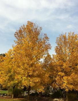 Fraxinus pennsylvanica 'Summit'