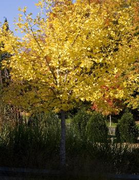 Ginkgo biloba 'Autumn Gold'