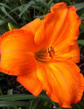 Hemerocallis 'Mauna Loa'