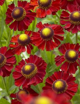 Helenium x 'Ruby Tuesday' (PP18234)