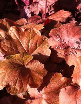 Heuchera x 'Beaujolais' (PP19577)