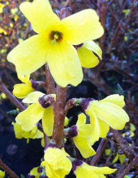 Forsythia ovata 'Ottawa'