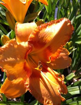 Hemerocallis 'Orange Velvet'