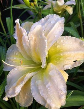 Hemerocallis 'Peggy Jeffcoat'