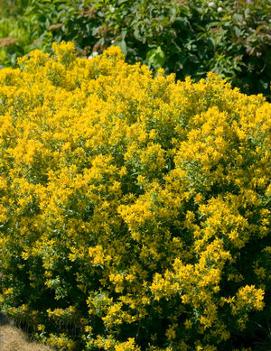 Genista tinctoria 'Royal Gold'