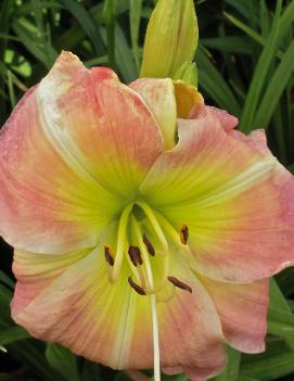 Hemerocallis 'Gingham Maid'