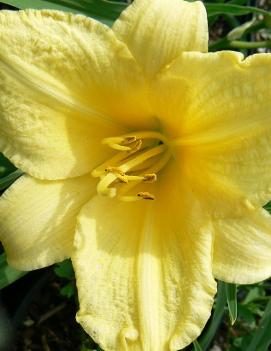 Hemerocallis 'Happy Returns'