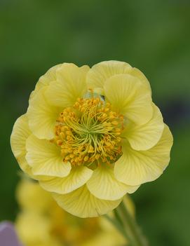 Geum 'Banana Daiquiri'