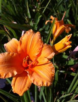 Hemerocallis 'Bertie Ferris'