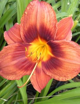 Hemerocallis 'Cimarron Knight'