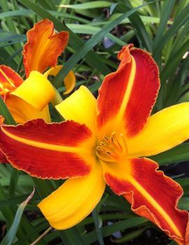 Hemerocallis 'Frans Hals'