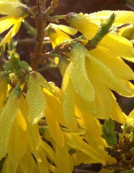 Forsythia x intermedia Gold Tide® ('Courtasol')