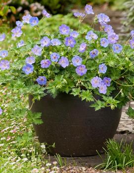 Geranium x 'Azure Rush' (PP22684, COPF)