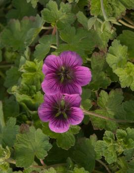 Geranium x 'Perfect Storm'