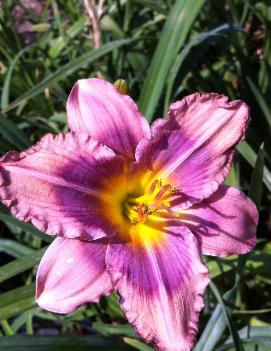 Hemerocallis 'Alpine Mist'