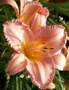 Hemerocallis 'Pink Ballerina'