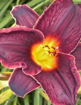 Hemerocallis 'Strutter's Ball'