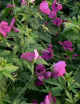 Geranium x 'Ann Folkard'