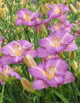 Hemerocallis 'Entrapment'