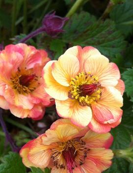 Geum x 'Tequila Sunrise' (PP21514)