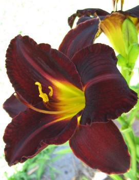 Hemerocallis 'Dominic'